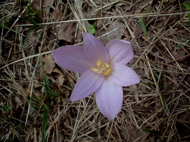 Impatiens balfourii e Colchicum autumnale